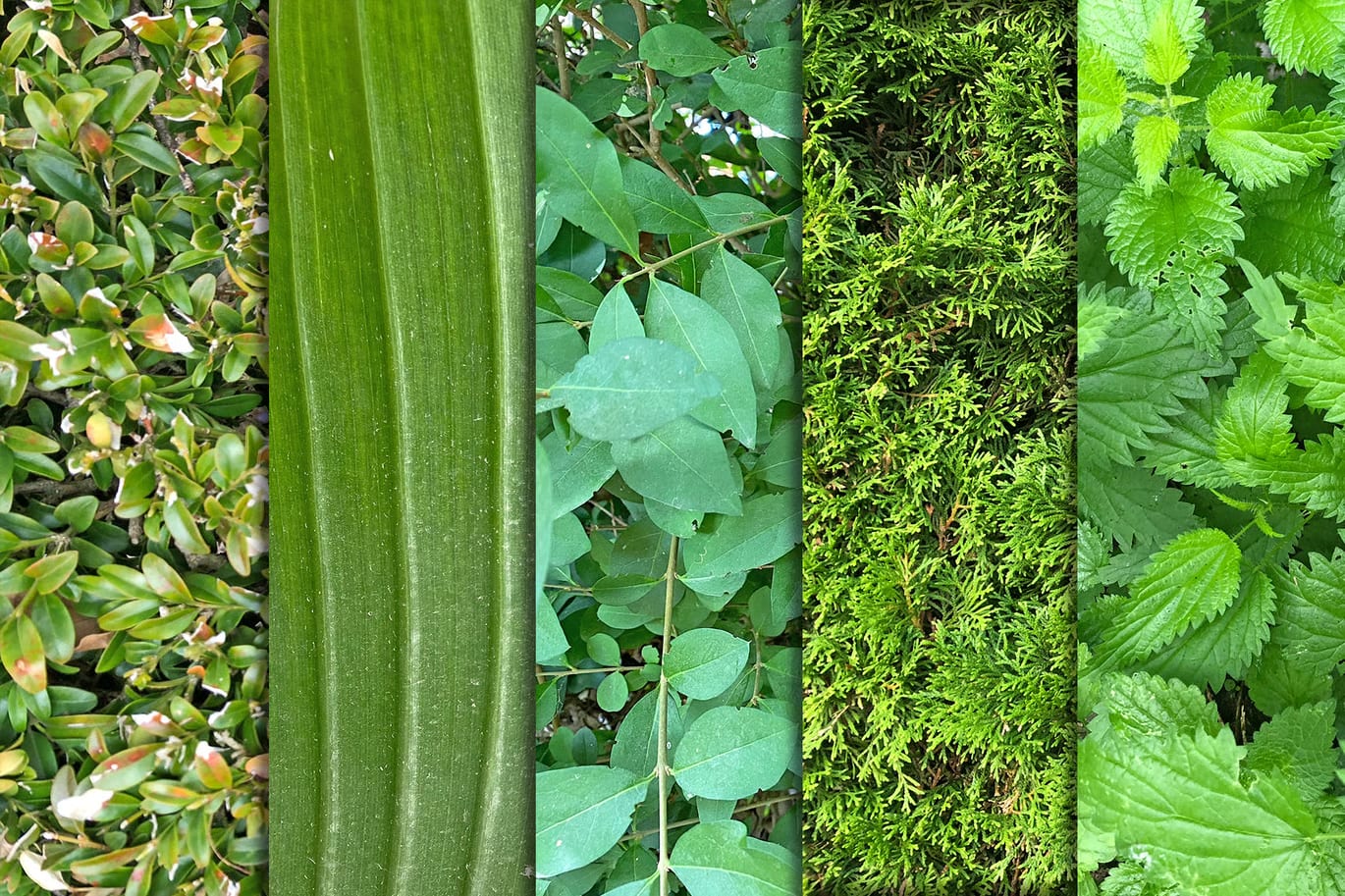 Pure Nature Free Textures x10 2