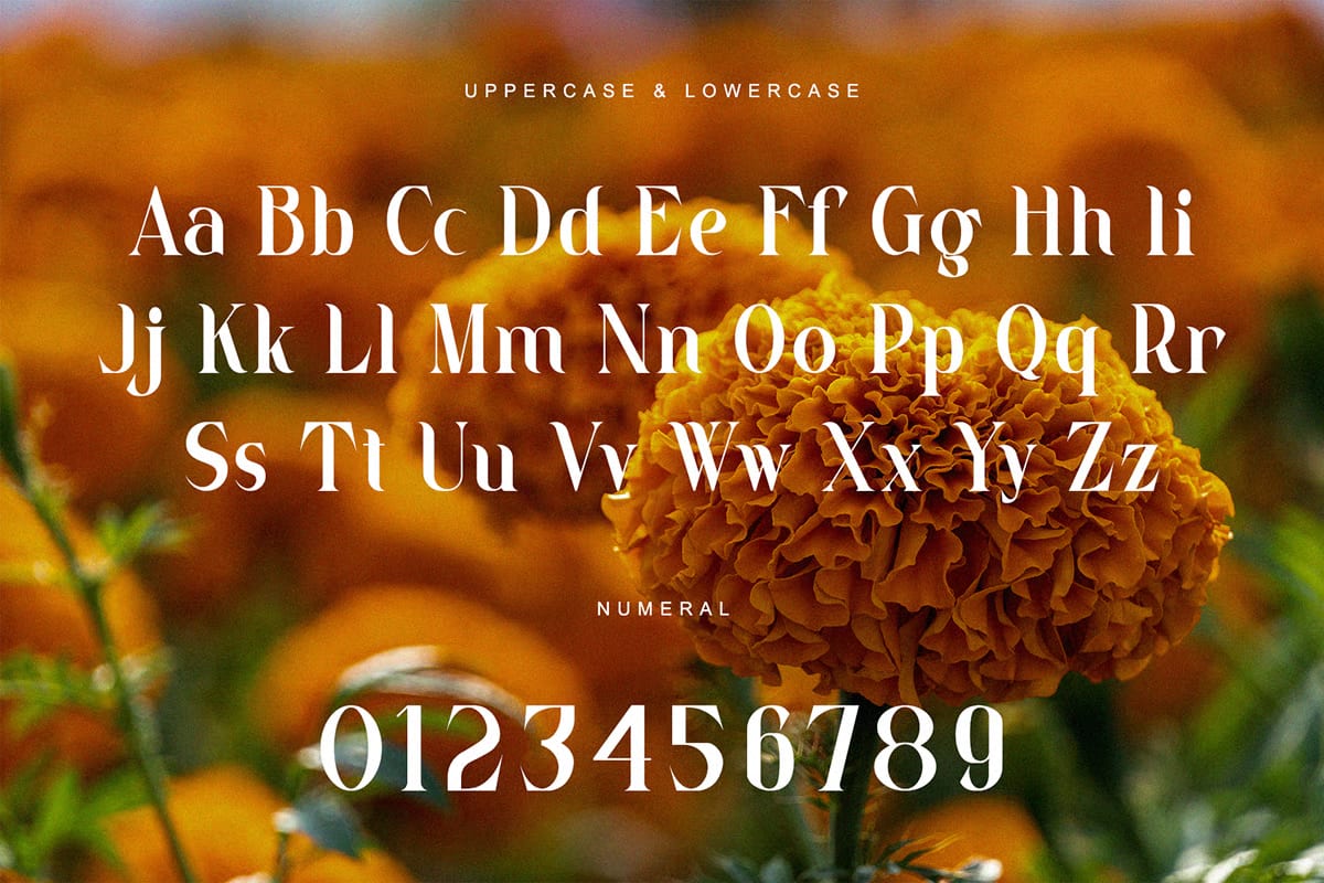 Marigold Free Serif Font 4